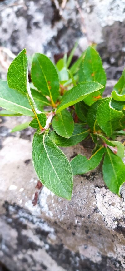 Salix recurvigemmata, photographed by Алексей Ябс
