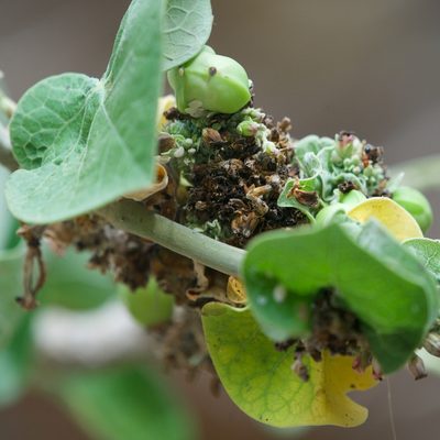 Jatropha cinerea, photographed by Bill Levine