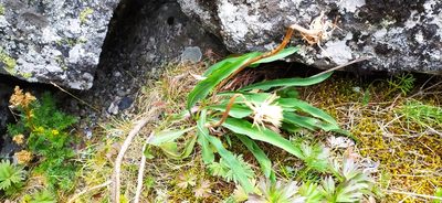 Scorzonera glabra, photographed by Алексей Ябс