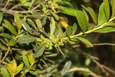 Myrica parvifolia, photographed by Andrés Ramírez-Barrera