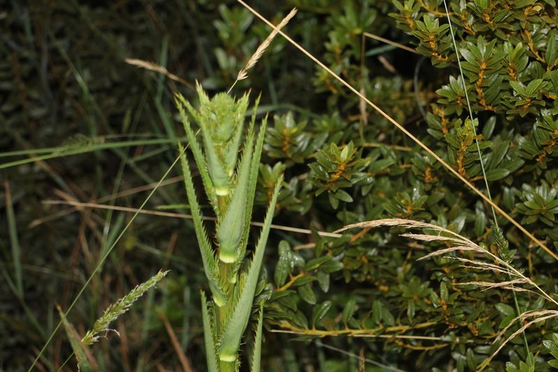 Eryngium humboldtii, photographed by Andrés Ramírez-Barrera