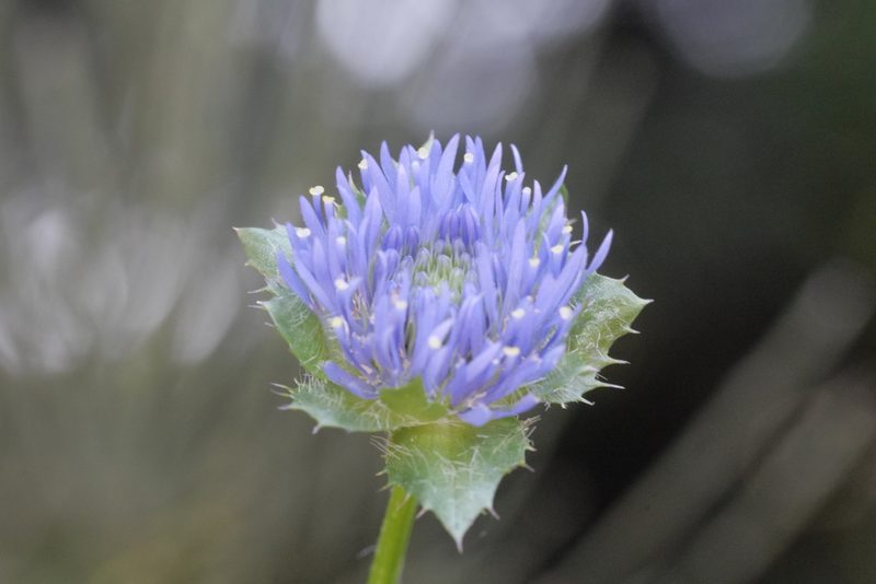 Jasione laevis, photographed by Nico