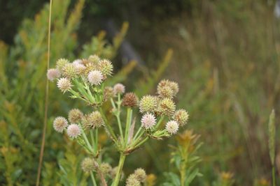 Eryngium humboldtii, photographed by Andrés Ramírez-Barrera