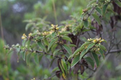Calea sessiliflora, photographed by Andrés Ramírez-Barrera