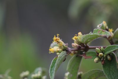 Calea sessiliflora, photographed by Andrés Ramírez-Barrera