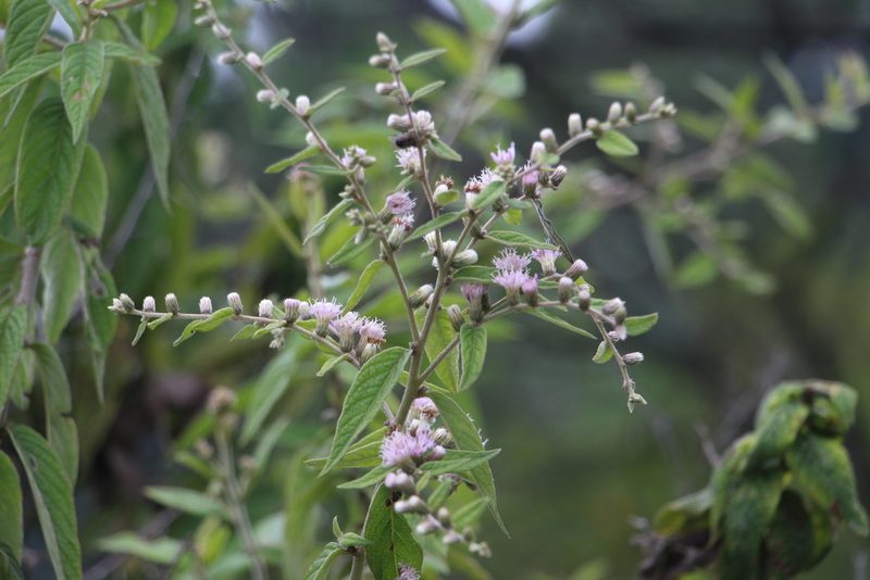 Lepidaploa canescens, photographed by Andrés Ramírez-Barrera