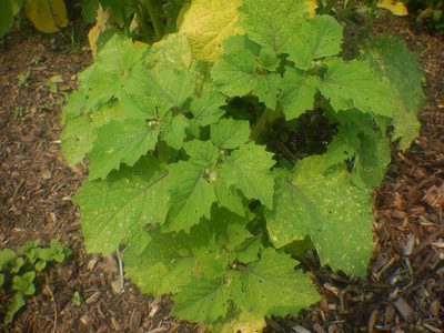 Physalis grisea, photographed by Peter Nathaniel Boyer