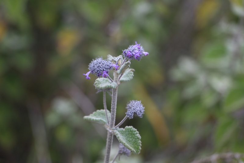 Mesosphaerum perbullatum, photographed by Andrés Ramírez-Barrera