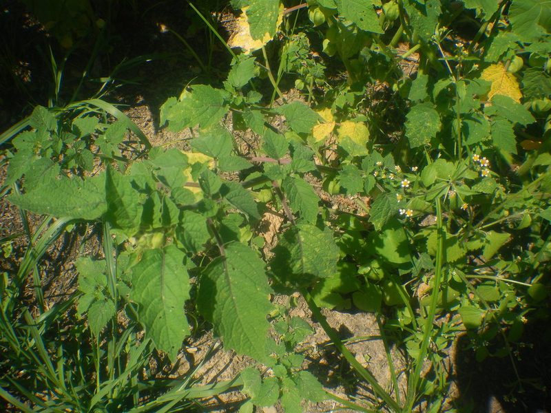 Physalis grisea, photographed by Peter Nathaniel Boyer