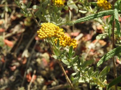 Achillea ageratum, photographed by Duarte Frade