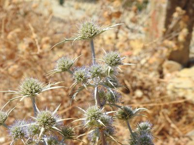 Eryngium dilatatum, photographed by Duarte Frade