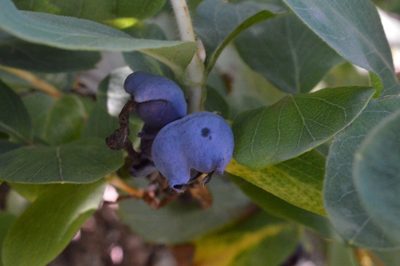 Lonicera caerulea, photographed by Irene Saltini