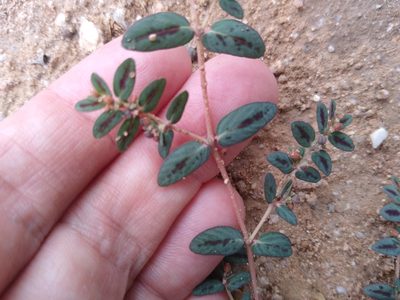 Euphorbia abramsiana, photographed by Mike Ostrowski