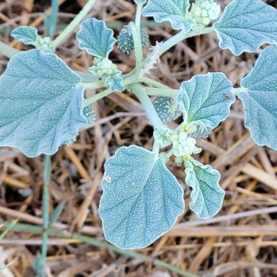 Chrozophora tinctoria, photographed by Dan Horowitz