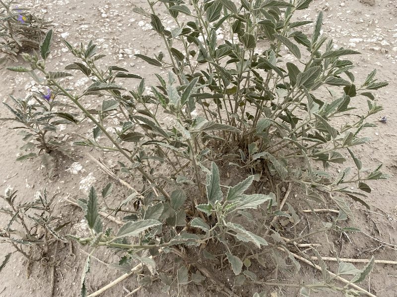 Sphaeralcea incana, photographed by Elliott Gordon