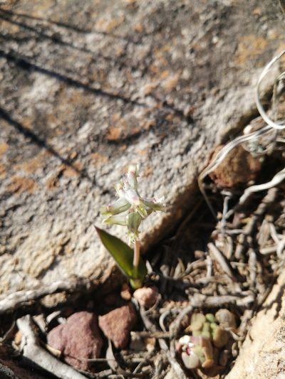 Lachenalia aurioliae, photographed by Danie Palm