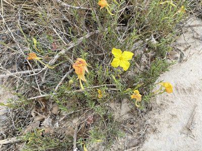 Oenothera hartwegii, photographed by Elliott Gordon