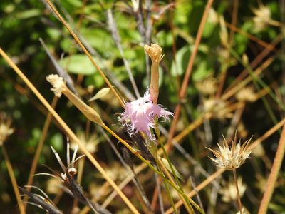 Dianthus broteri, photographed by Duarte Frade