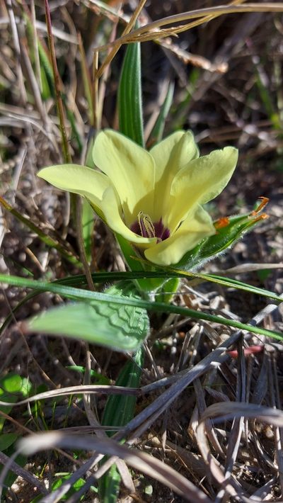 Babiana pygmaea, photographed by Jacques van der Merwe
