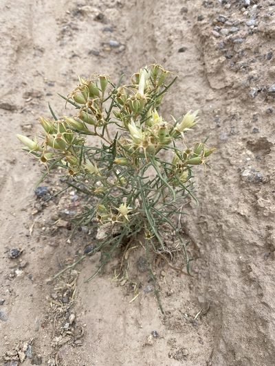 Mentzelia todiltoensis, photographed by Elliott Gordon