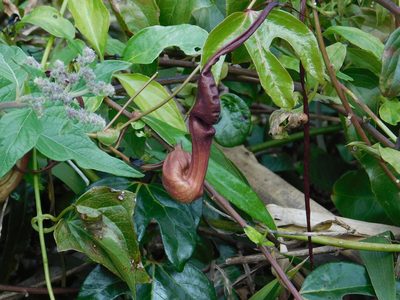 Aristolochia macroura, photographed by Pablo Bombín