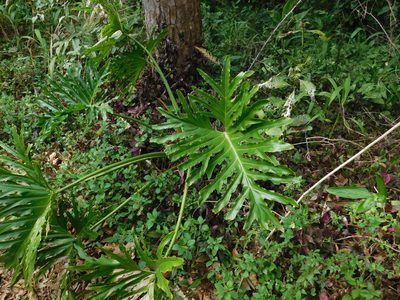 Philodendron bipinnatifidum, photographed by Pablo Bombín
