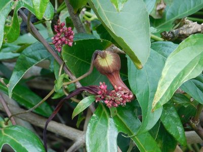 Aristolochia macroura, photographed by Pablo Bombín