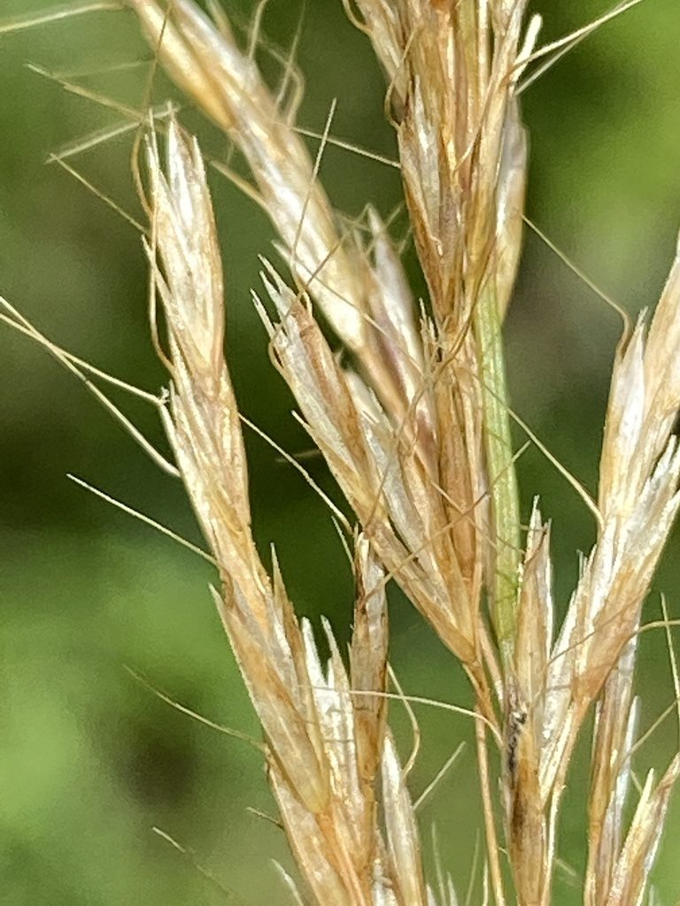 Helictochloa pratensis, photographed by Terry Instone