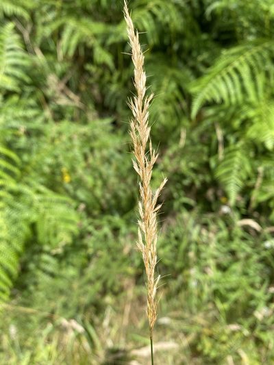 Helictochloa pratensis, photographed by Terry Instone