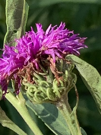 Vernonia arkansana, photographed by pamelabarnabee