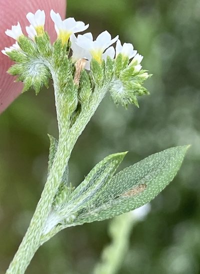 Euploca ovalifolia, photographed by Dave U