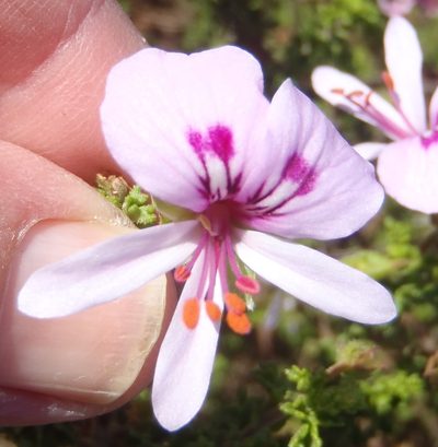 Pelargonium crispum, photographed by Nicola van Berkel