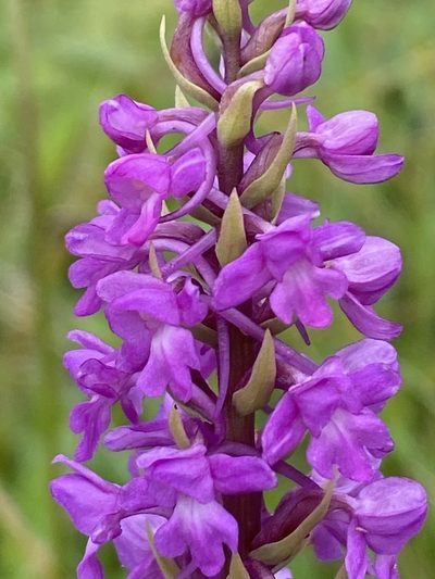 Gymnadenia densiflora, photographed by Terry Instone