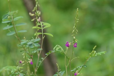 Tephrosia purpurea, photographed by Dinesh Valke