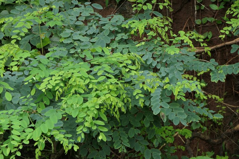 Dalbergia lanceolaria, photographed by Dinesh Valke