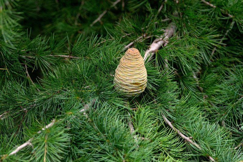 Cedrus deodara, photographed by Ramnarayan K