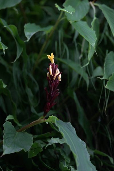Cautleya spicata, photographed by Ramnarayan K