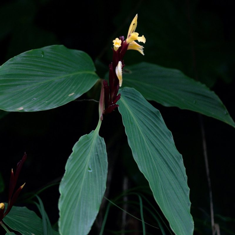 Cautleya spicata, photographed by Ramnarayan K