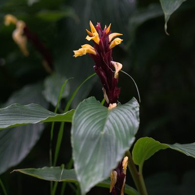 Cautleya spicata, photographed by Ramnarayan K