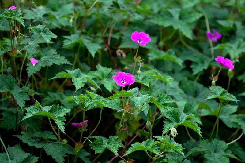Geranium wallichianum, photographed by Ramnarayan K