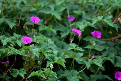 Geranium wallichianum, photographed by Ramnarayan K