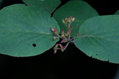 Viburnum cotinifolium, photographed by Ramnarayan K