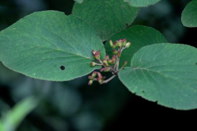 Viburnum cotinifolium, photographed by Ramnarayan K