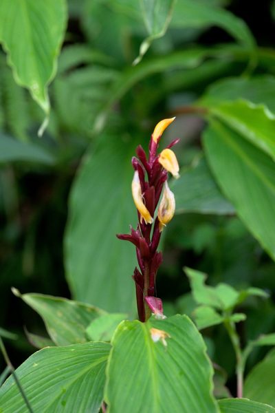 Cautleya spicata, photographed by Ramnarayan K
