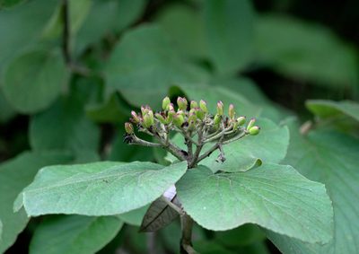 Viburnum cotinifolium, photographed by Ramnarayan K
