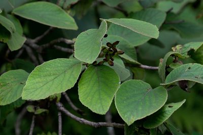 Viburnum cotinifolium, photographed by Ramnarayan K