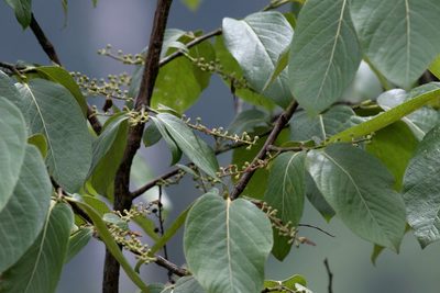 Lyonia ovalifolia, photographed by Ramnarayan K