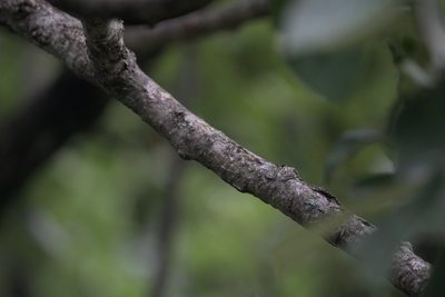 Griffitharia vestita, photographed by Ramnarayan K