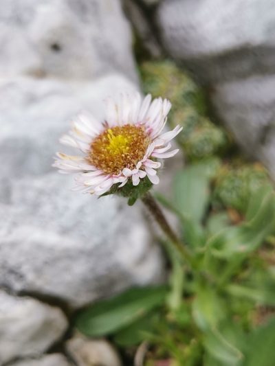 Erigeron acer, photographed by Ljaž