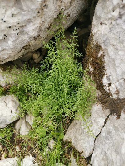 Cystopteris alpina, photographed by Ljaž